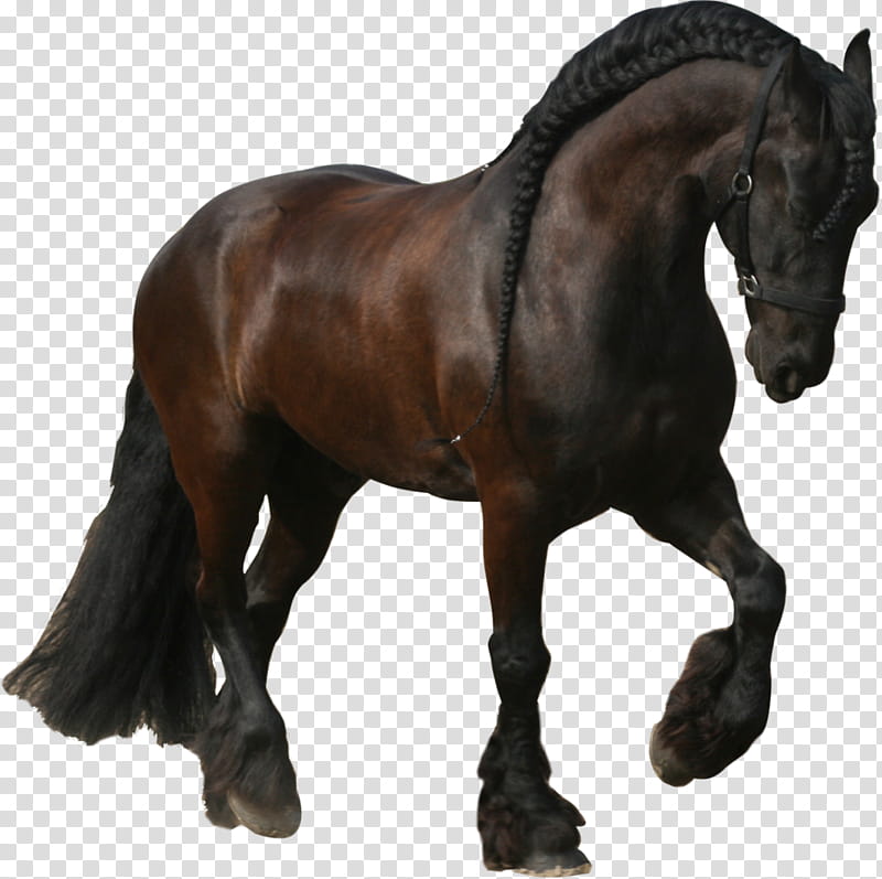 Horse, Friesian Horse, Stallion, Mane, Mustang, Trot, Mare, Foal transparent background PNG clipart