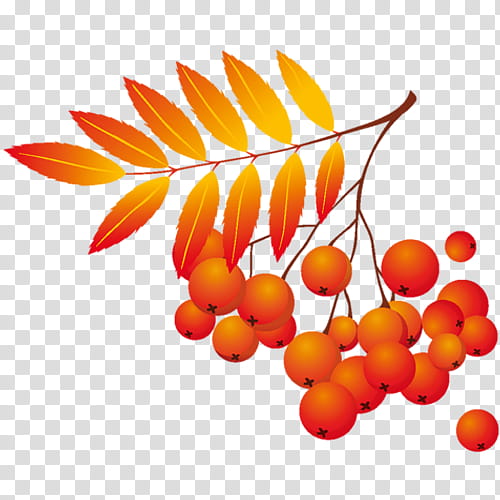 Summer Flower, Autumn, Season, Summer
, Symbol, Orange, Plant, Leaf transparent background PNG clipart