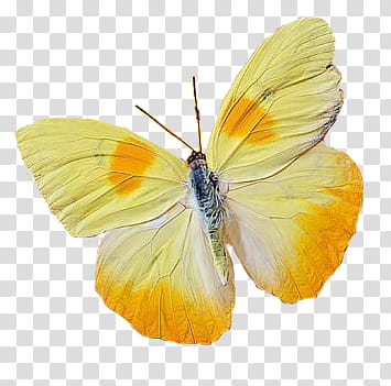 , yellow and orange butterfly illustration transparent background PNG clipart