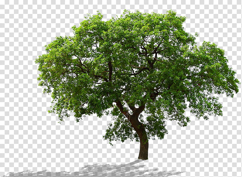 Oak Tree, Trunk, Rendering, Woody Plant, Branch, Sky transparent background PNG clipart