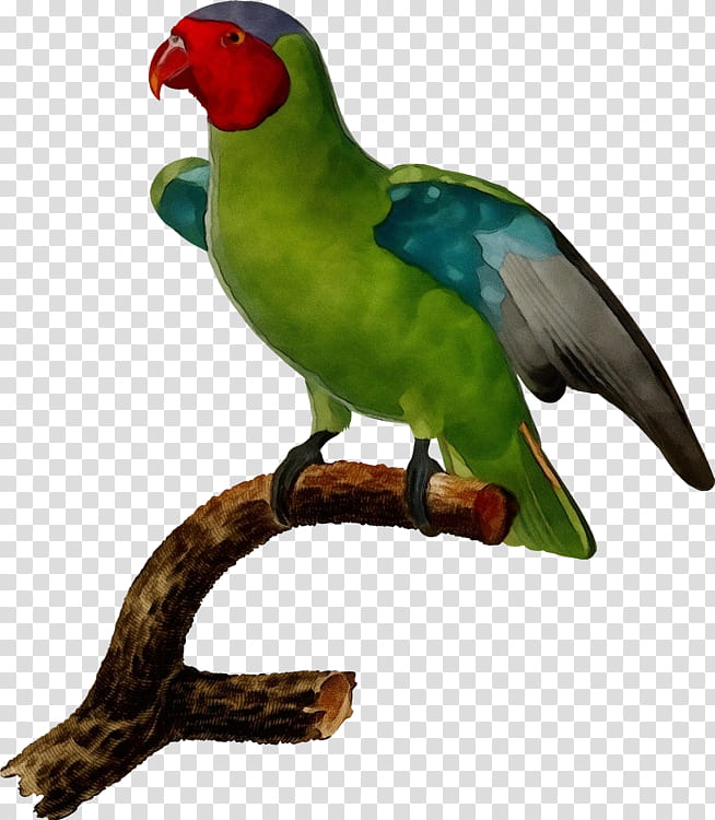 Lovebird, Watercolor, Paint, Wet Ink, Parrot, Beak, Lorikeet, Parakeet transparent background PNG clipart