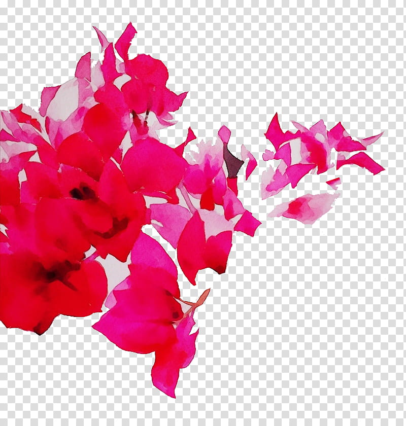pink petal flower magenta bougainvillea, Watercolor, Paint, Wet Ink, Plant, Cut Flowers, Sweet Pea, Flowering Plant transparent background PNG clipart