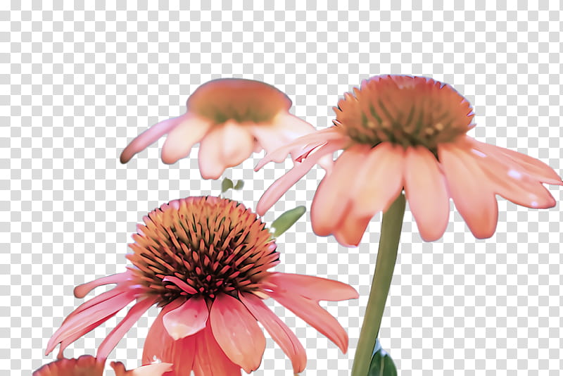 purple coneflower coneflower flower petal plant, Pink, Daisy Family, Gerbera, Wildflower transparent background PNG clipart