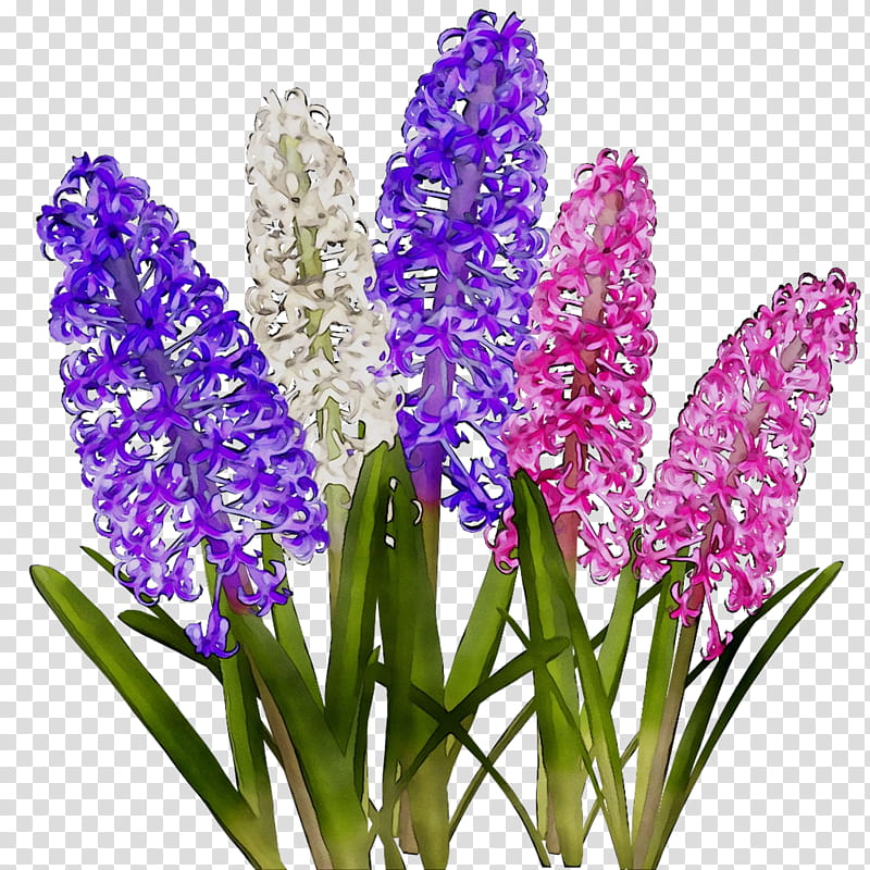 Flowers, Hyacinth, Cut Flowers, Lavender, Plant, Purple, Violet, Iris transparent background PNG clipart