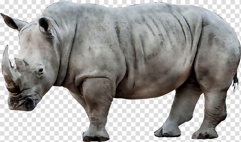 Rhinoceros Rhinoceros, White Rhinoceros, Javan Rhinoceros, Indian Rhinoceros, Animal, Horn, Paolo Sorrentino, Black Rhinoceros transparent background PNG clipart