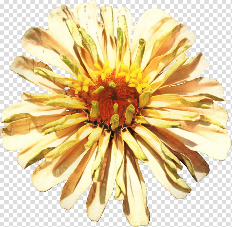 Flowers, Chrysanthemum, Cut Flowers, Petal, Floristry, Zinnia, Transvaal Daisy, Garden transparent background PNG clipart