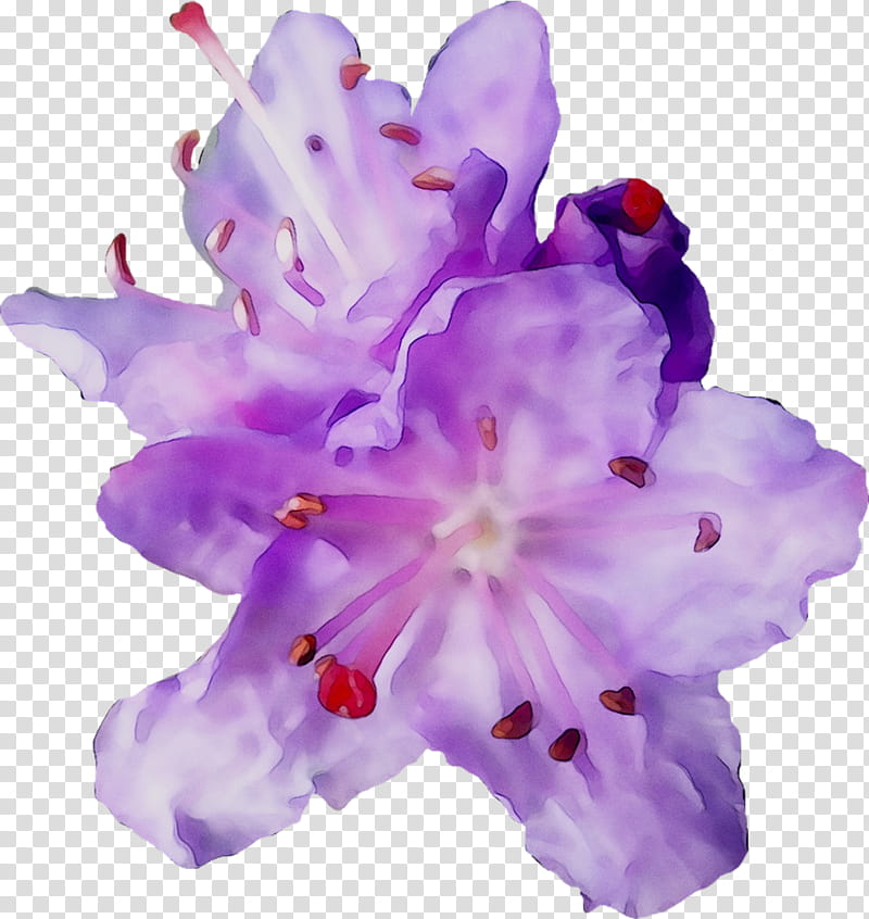Family Tree, Iris Family, Irises, Cut Flowers, Herbaceous Plant, Plants, Violet, Purple transparent background PNG clipart