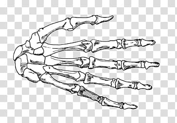 Doodles and Drawing , huma's hand bone illustration transparent background PNG clipart