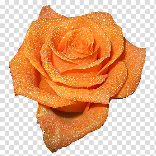 orange rose flower transparent background PNG clipart