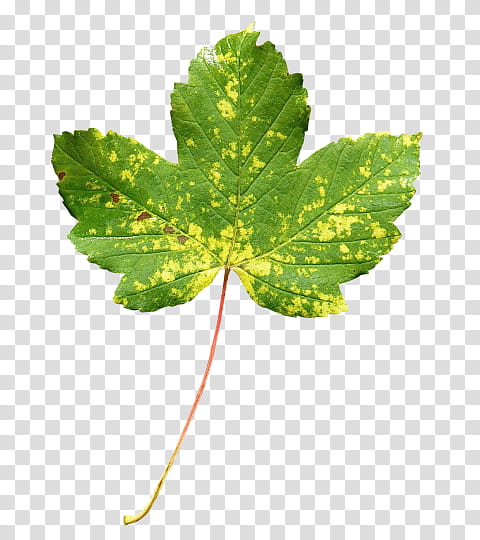 Green Leaf, Maple Leaf, Flower, Plant, Plane, Cinquefoil, Great Masterwort transparent background PNG clipart
