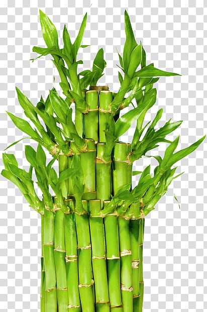Green Leaf, Bamboo, Lucky Bamboo, Houseplant, Plants, Garden, Vase, Flowerpot transparent background PNG clipart