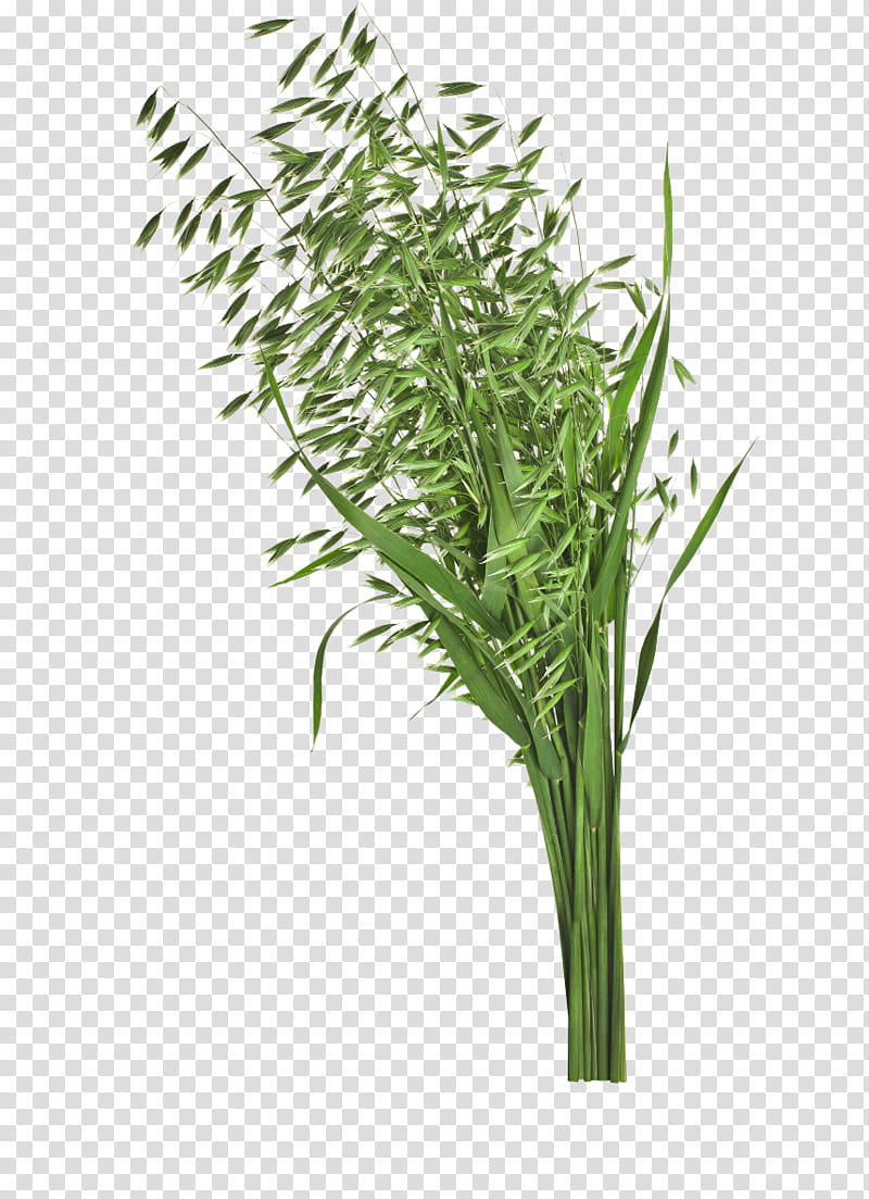 Drawing Of Family, Wheat, Oat, Cereal, Plants, Flower, Grass, Grass Family transparent background PNG clipart