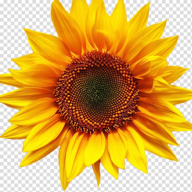 Sunflower Border, Cover Art, 2018, Common Sunflower, Yellow, Sunflower Seed, Daisy Family, Petal transparent background PNG clipart