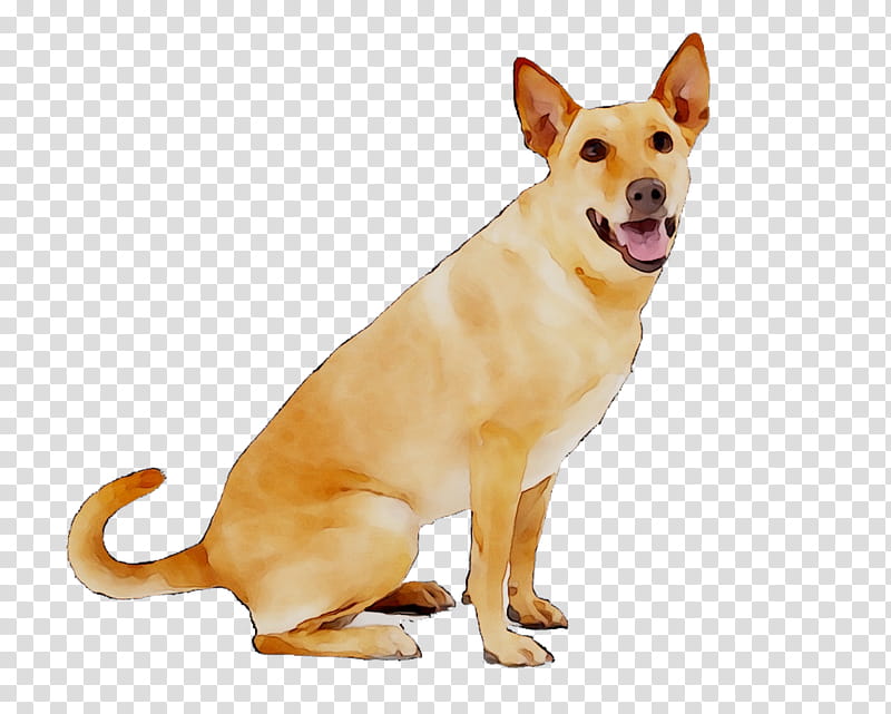 Dogs, Carolina Dog, Companion Dog, Breed, Cesars Way, Petsafe, American Kennel Club, Dog Training transparent background PNG clipart