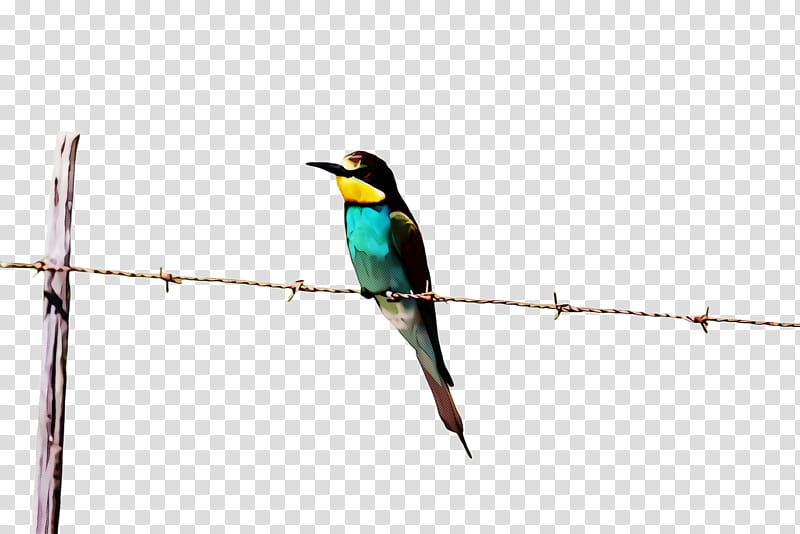 Hummingbird, Beak, Coraciiformes, Bee Eater, Roller, Perching Bird, Branch, Twig, Songbird transparent background PNG clipart