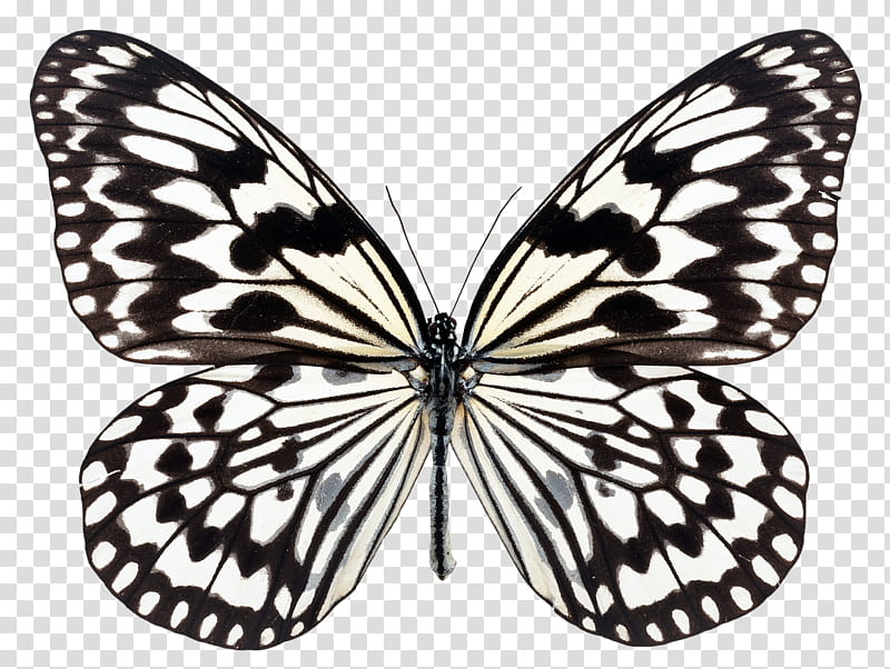 Butterfly Black And White, Large Tree Nymph, grapher, Alamy, Moths And Butterflies, Insect, Black And White
, Brush Footed Butterfly transparent background PNG clipart