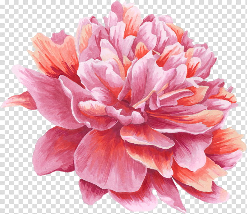 Watercolor Pink Flowers, Peony, Sacred Lotus, Poster, Petal, Plant, Dahlia, Chinese Peony transparent background PNG clipart