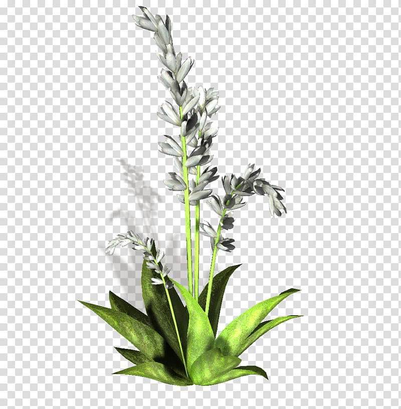 plants, white agave plant with white blossoms transparent background PNG clipart