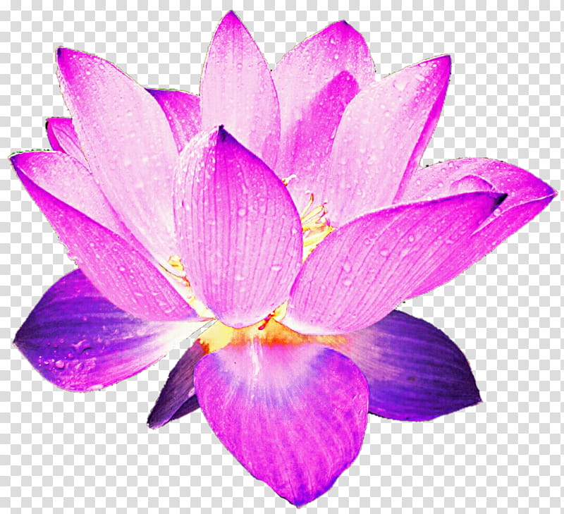 Luminous Lotus transparent background PNG clipart