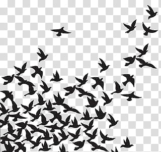 Black and White S, flock of flying birds silhouette illustration transparent background PNG clipart