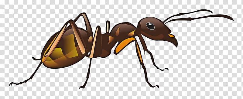 Cartoon Bee, Ant, Beetle, Pharaoh, Pharaoh Ant, Cartoon, Drawing, Ladybird Beetle transparent background PNG clipart