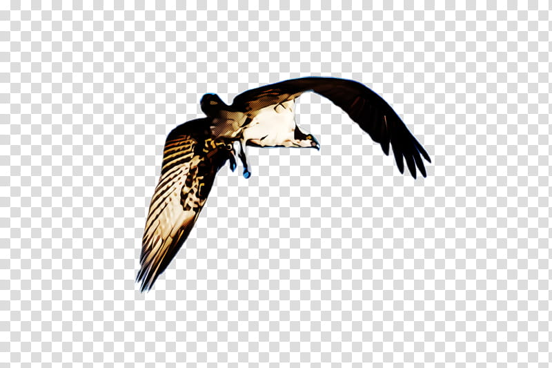 bird kite peregrine falcon beak falcon, Osprey, Bird Of Prey, Wing, Falconiformes transparent background PNG clipart