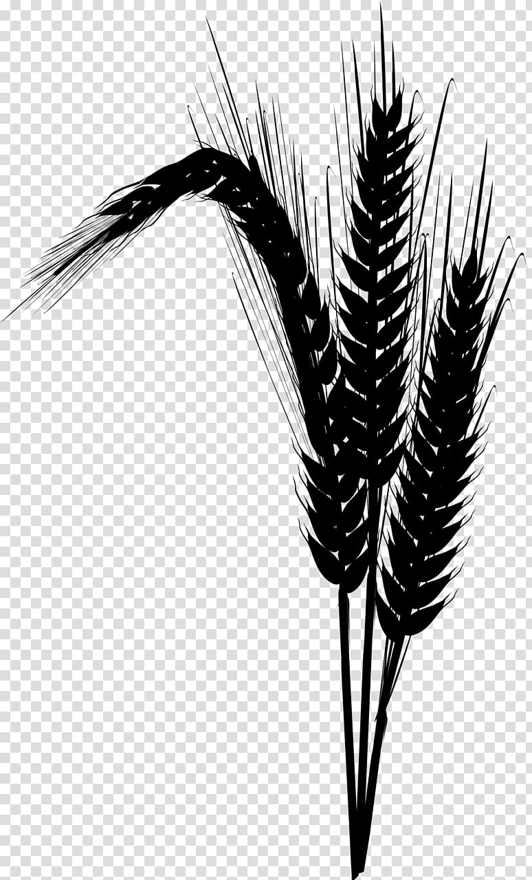 Palm Trees, Black White M, Grasses, Grass Family, Plant, Feather, Quill, Food Grain transparent background PNG clipart
