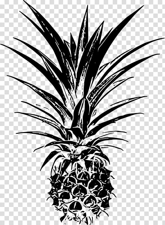 Black And White Flower, Palm Trees, Leaf, Drawing, Black And White
, Plants, Arecales, Ananas transparent background PNG clipart