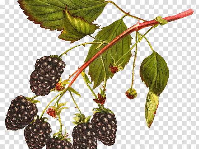 Drawing Of Family, Blackberry, White Blackberry, Fruit, Raspberry, Tayberry, Mulberry, Loganberry transparent background PNG clipart