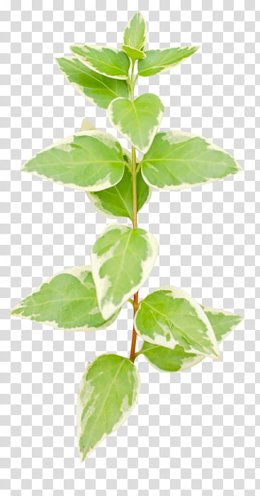 leaf flower plant flowering plant herb, Houseplant, Lemon Basil, Tree, Ocimum transparent background PNG clipart