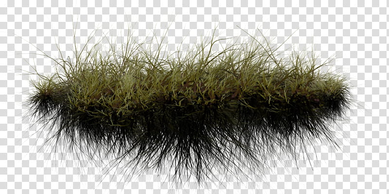 PD Grass, green grass transparent background PNG clipart