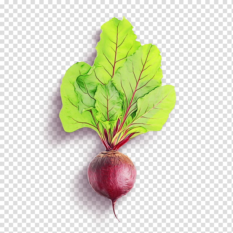 Spring, Chard, Food, Spring Greens, Turnip, Superfood, Beetroots, Radish transparent background PNG clipart