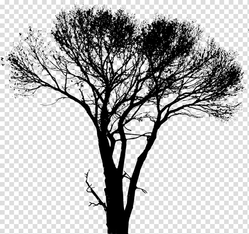 Tree Branch Silhouette, Twig, Leaf, Plant Stem, Plants, Paranormal, Nndimethyltryptamine, Woody Plant transparent background PNG clipart