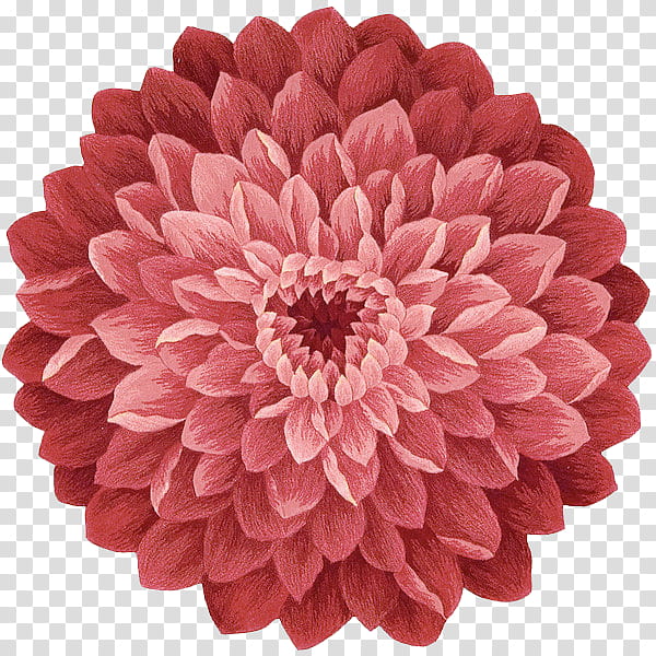 flower power s, red and pink petaled flower transparent background PNG clipart
