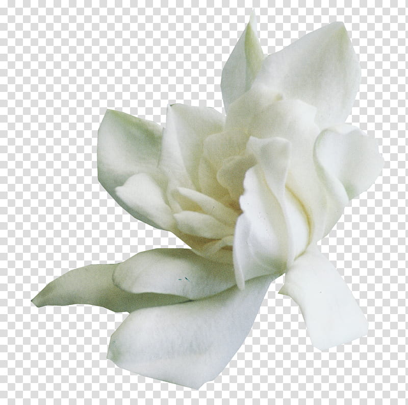 Flower Set , white-petaled flower art transparent background PNG clipart