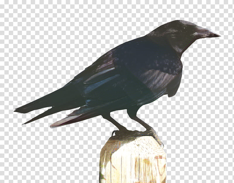 Bird, American Crow, Rook, New Caledonian Crow, Common Raven, Pest, Common Blackbird, Carrion Crow transparent background PNG clipart