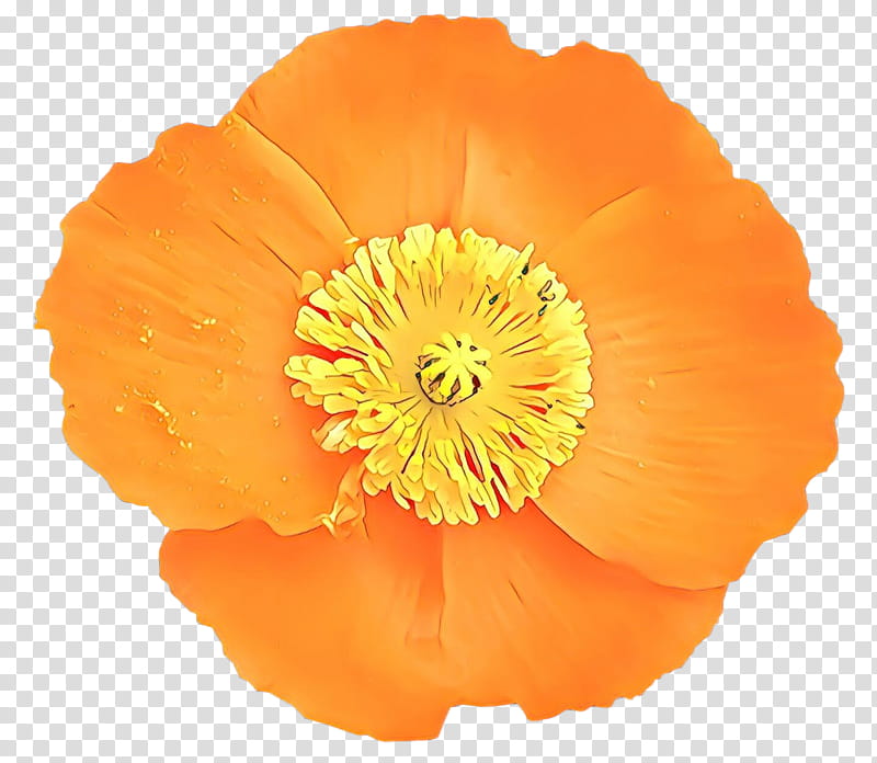 Orange, Flower, Petal, Eschscholzia Californica, Yellow, Plant, Poppy Family, Oriental Poppy transparent background PNG clipart