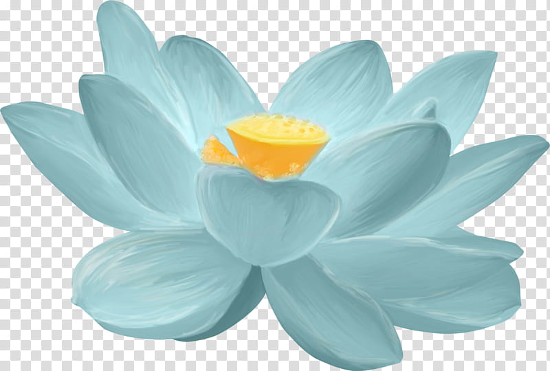 White Lily Flower, Water Lilies, Nymphaea Nelumbo, Aquatic Plants, Drawing, Wood Lily, White Waterlily, Leaf transparent background PNG clipart