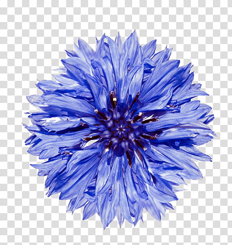 Flower , blue-petaled flower transparent background PNG clipart