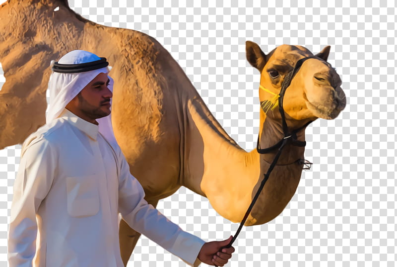 Travel Blue, Saudi Arabia, United Arab Emirates, Dromedary, Economy Of Saudi Arabia, Camel Blue, Camelid, Arabian Camel transparent background PNG clipart