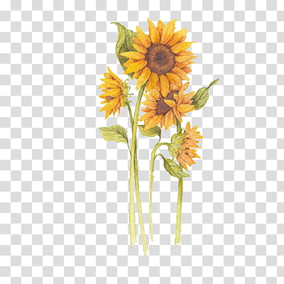 Harvest, sunflowers illustration transparent background PNG clipart