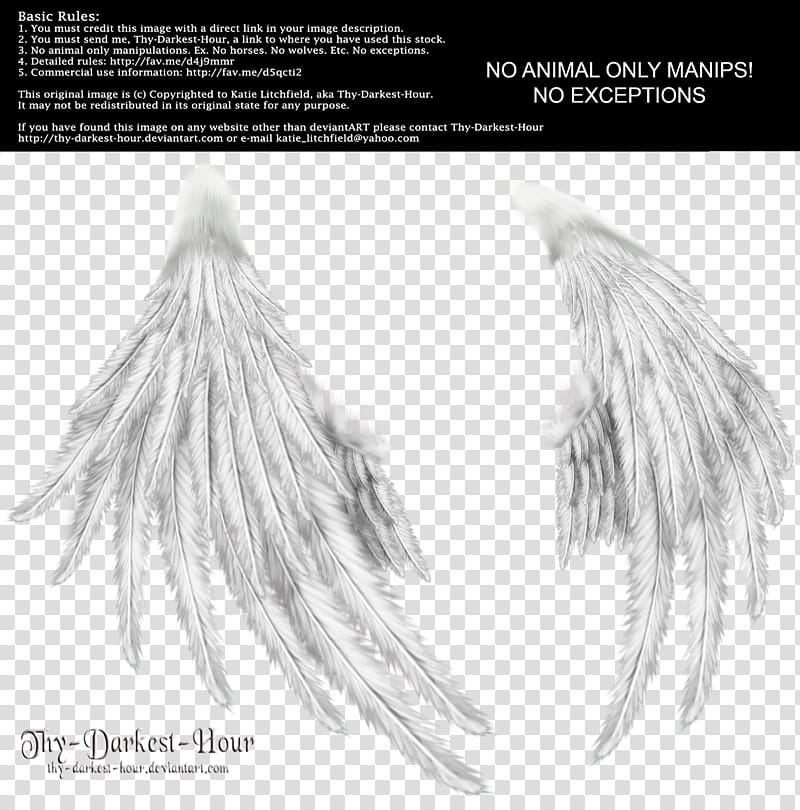 Enchantress Wings White transparent background PNG clipart