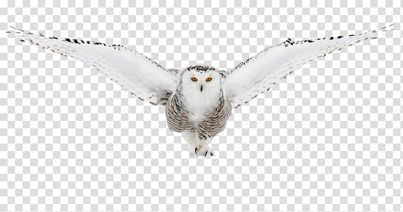 Bird Line Drawing, Snowy Owl, Beak, Feather, Line Art, Internet Meme, True Owl, Horned Owls And Eagleowls transparent background PNG clipart