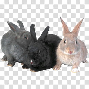 cute animals s, three grey, black, and white rabbits transparent background PNG clipart