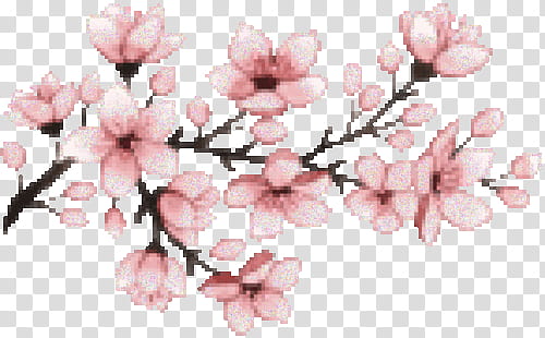 Rose Gold Mega , pink cherry blossom transparent background PNG clipart