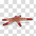 Spore creature Dalmatian Linckia  transparent background PNG clipart