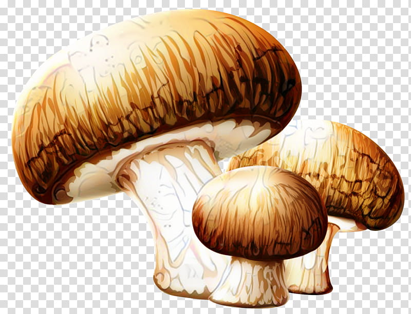 Mushroom, Edible Mushroom, Fungus, Chanterelle, Common Mushroom, Fly Agaric, Amanita, Agaricus transparent background PNG clipart