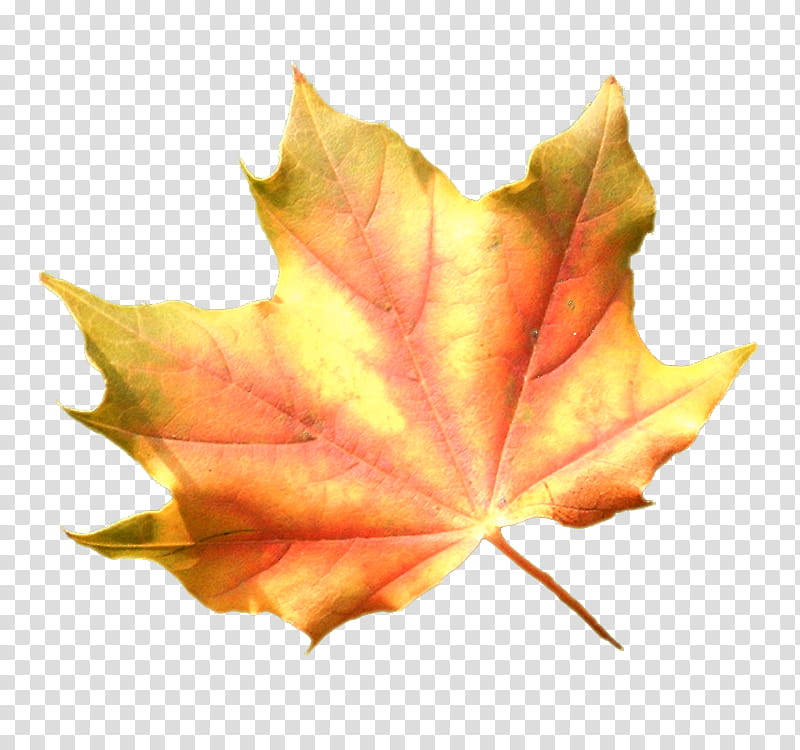 Colourful Fall Leaves transparent background PNG clipart