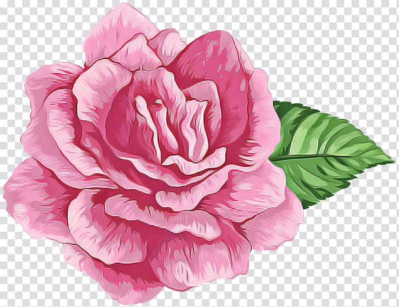 pink flower petal plant japanese camellia, Cut Flowers, Chinese Peony transparent background PNG clipart