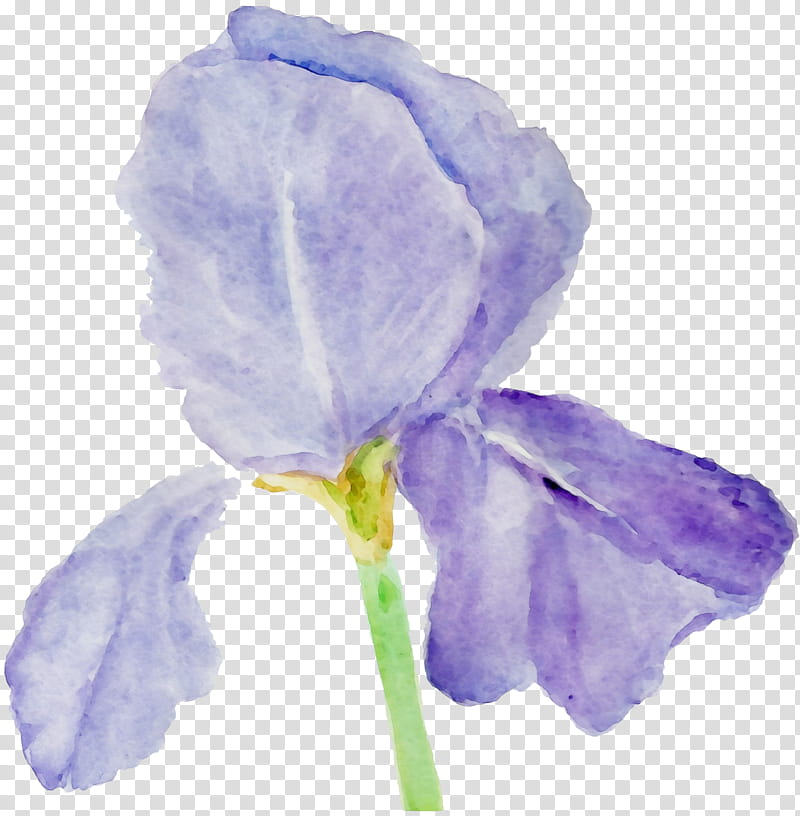 Purple Watercolor Flower, Paint, Wet Ink, Violet, Family, Violaceae, Petal, Plant transparent background PNG clipart